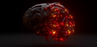 Organic and digital brain